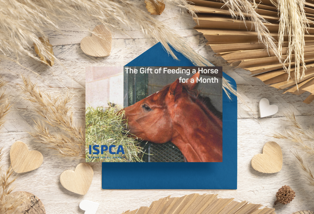 The Gift of Feeding a Horse for a Month