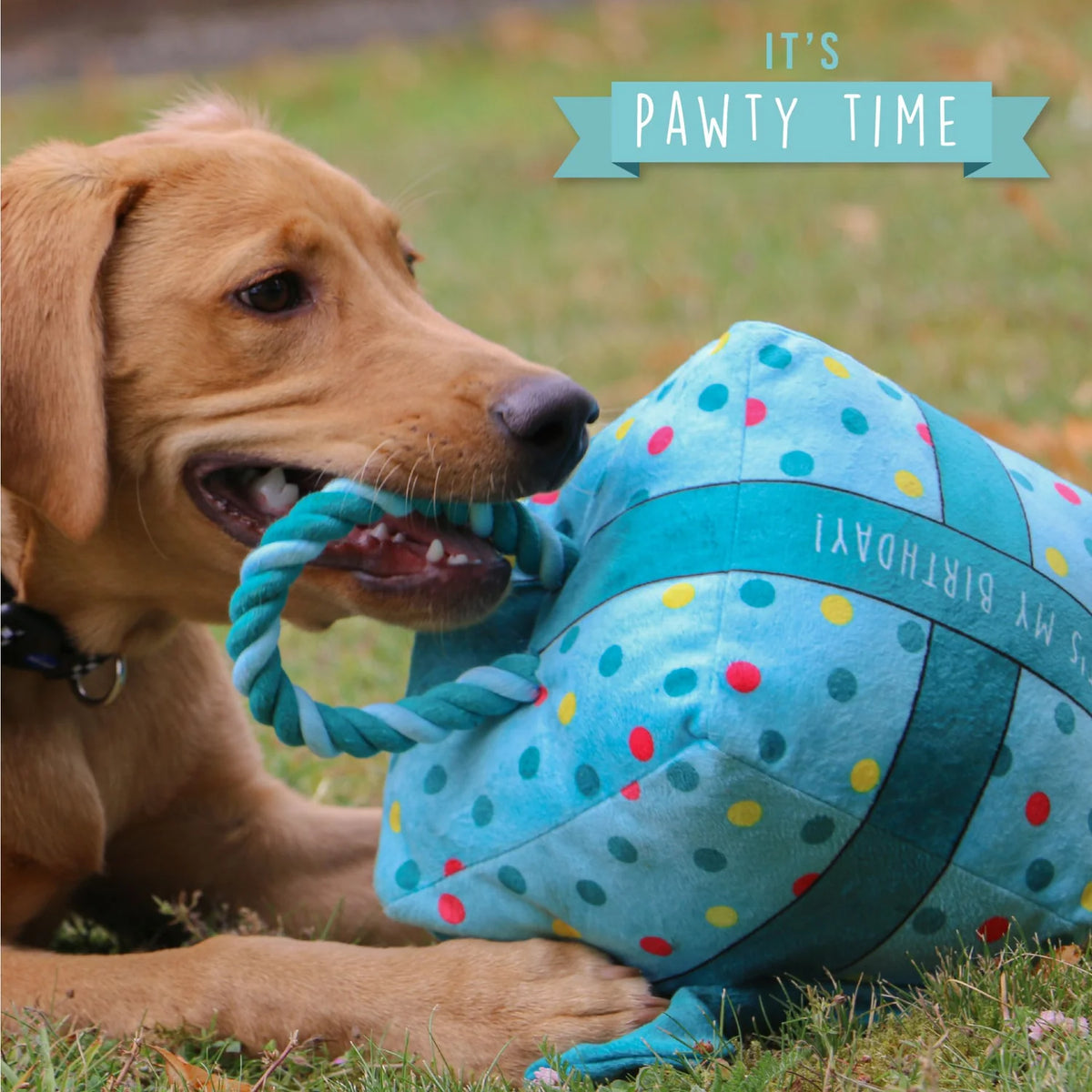 Pawty Time Birthday Toy Large (Blue)