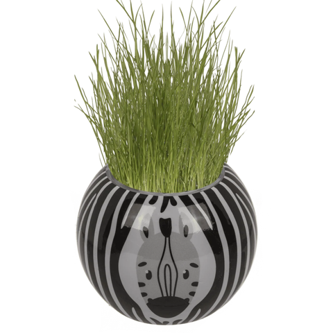 Safari Grasshead 6.5CM