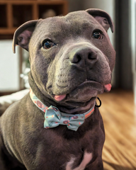Lucy & Bear Bows