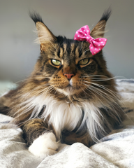 Lucy & Bear Bows