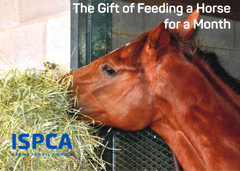 The Gift of Feeding a Horse for a Month