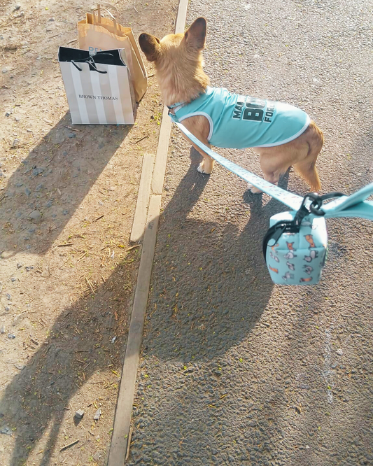 Lucy & Bear Leads