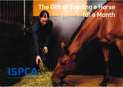 The Gift of Feeding a Horse for a Month
