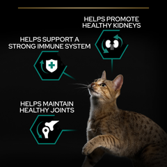 PRO PLAN Adult Cat Renal Plus – Chicken (10kg)