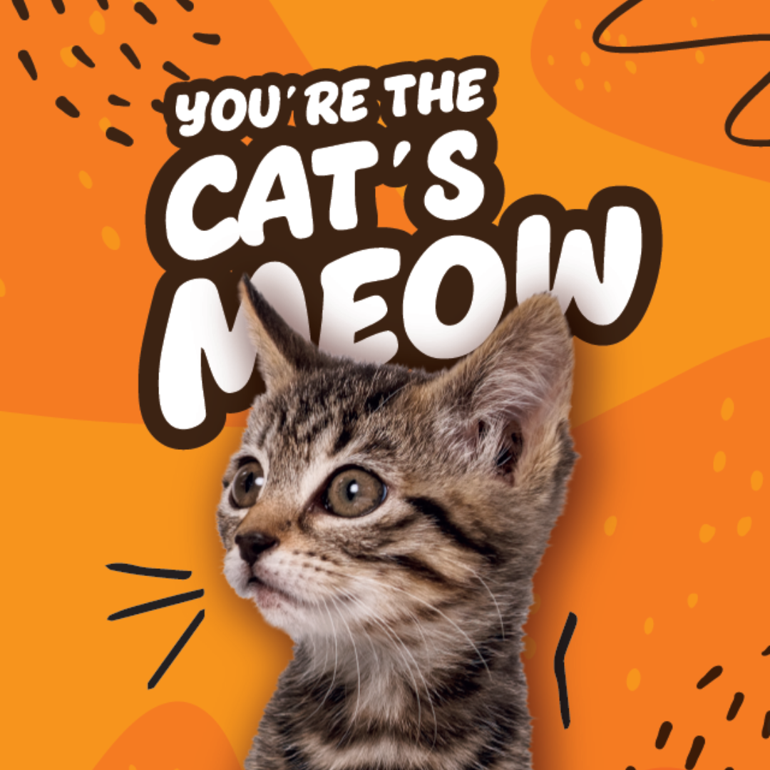 You're The Cat's Meow!