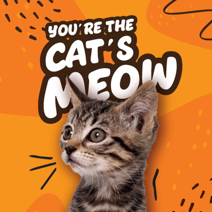 You're The Cat's Meow!