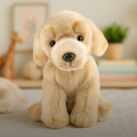 Lola the Golden Labrador