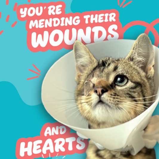 You're Mending Their Wounds and Hearts - For Cats