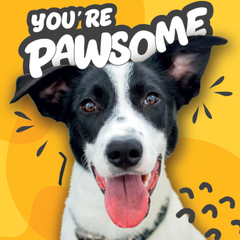 You're Pawsome!
