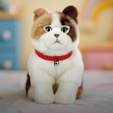 Sally the Scottish Fold Cat