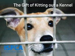 The Gift of Kitting out a Kennel