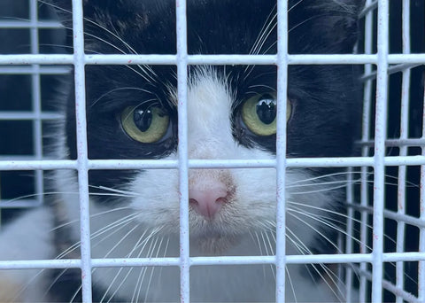 Trap Neuter Return (TNR)