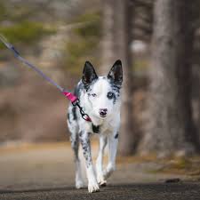 Baumutt No Pull Harness - Dusk