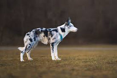 Baumutt No Pull Harness - Stone