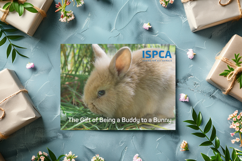 Be a Buddy to a Bunny