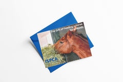 The Gift of Feeding a Horse for a Month