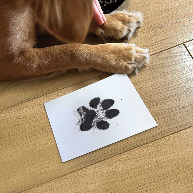 Furever Loved – Pet Keepsake Box