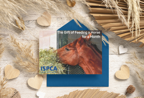 The Gift of Feeding a Horse for a Month