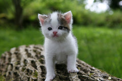 Feed a Cat or Kitten for a Month