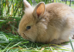 Be a Buddy to a Bunny