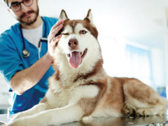 Clean Bill of Health for a Dog